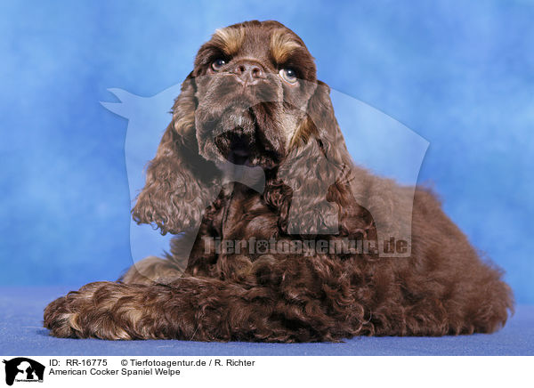 American Cocker Spaniel Welpe / Puppy / RR-16775