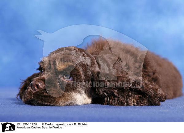 American Cocker Spaniel Welpe / RR-16778