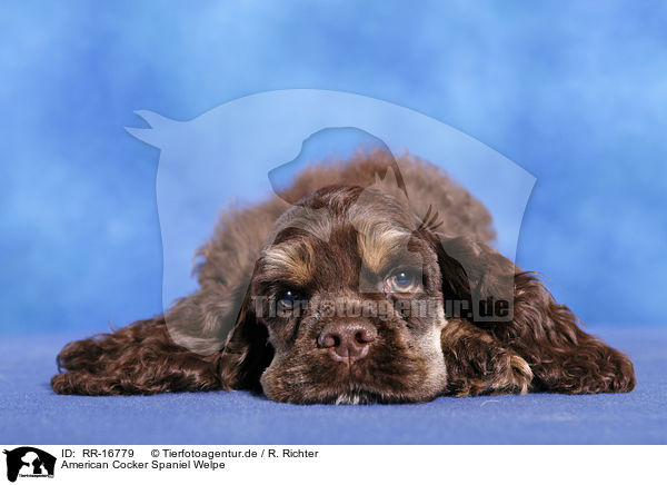 American Cocker Spaniel Welpe / RR-16779