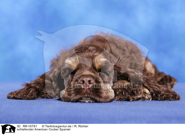 schlafender American Cocker Spaniel / RR-16781