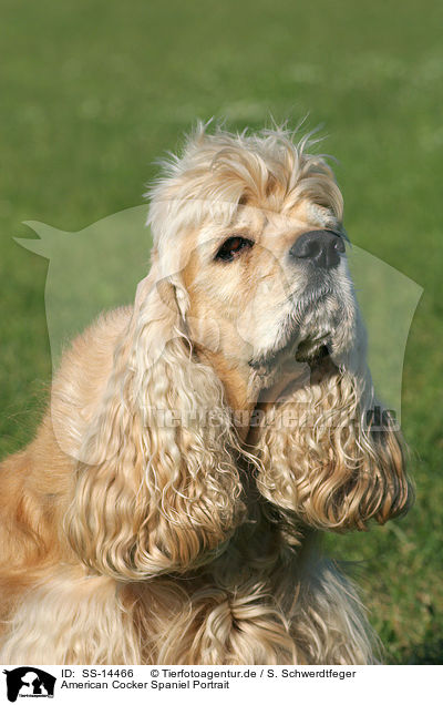 American Cocker Spaniel Portrait / SS-14466