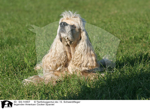 liegender American Cocker Spaniel / SS-14467