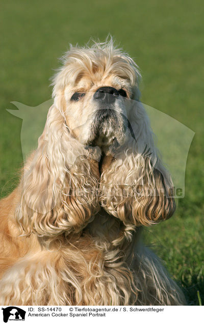 American Cocker Spaniel Portrait / SS-14470