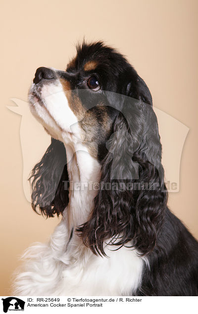 American Cocker Spaniel Portrait / RR-25649