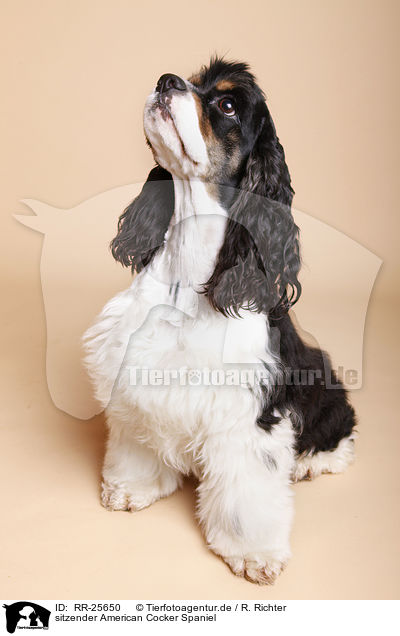 sitzender American Cocker Spaniel / RR-25650