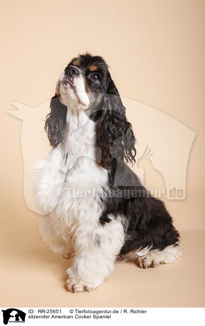 sitzender American Cocker Spaniel / RR-25651