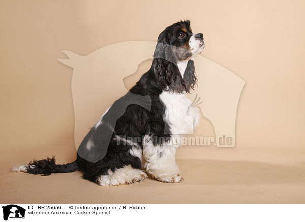 sitzender American Cocker Spaniel / RR-25656