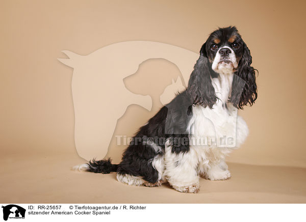 sitzender American Cocker Spaniel / RR-25657