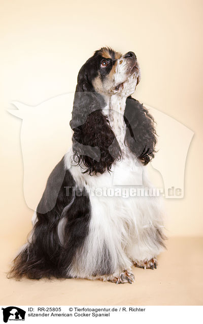 sitzender American Cocker Spaniel / RR-25805