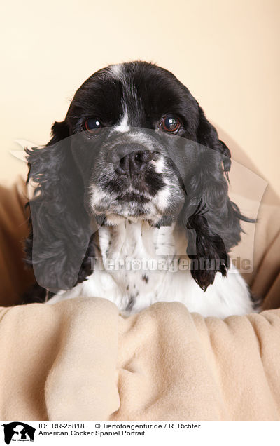 American Cocker Spaniel Portrait / RR-25818
