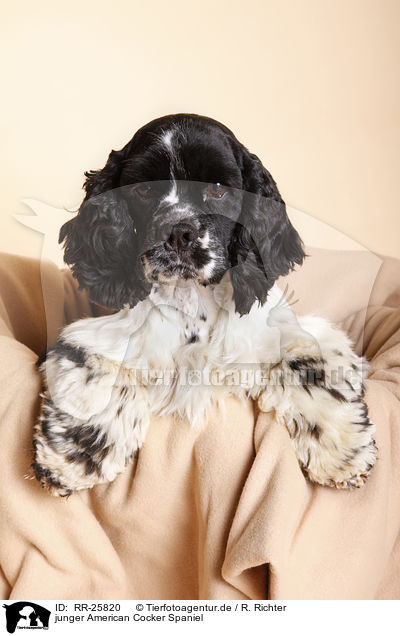 junger American Cocker Spaniel / RR-25820