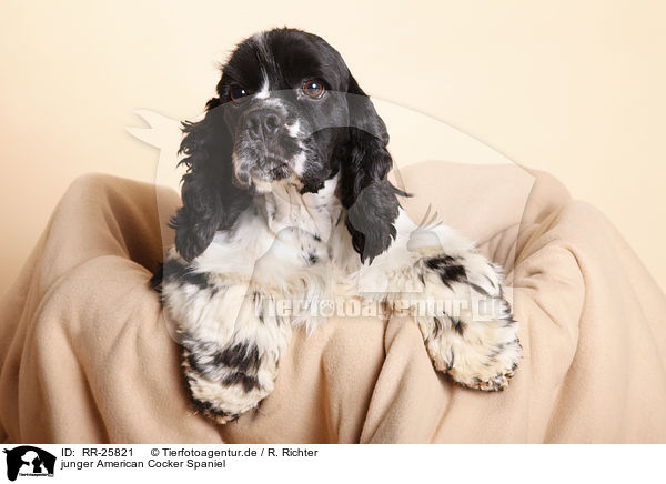 junger American Cocker Spaniel / RR-25821