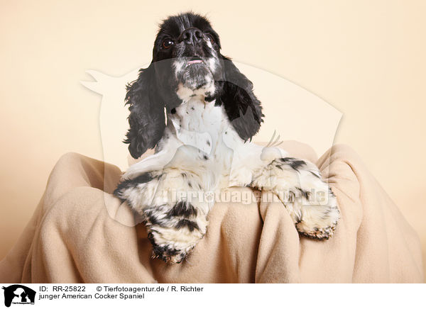 junger American Cocker Spaniel / RR-25822