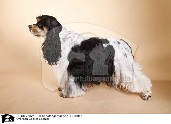 American Cocker Spaniel / RR-25825