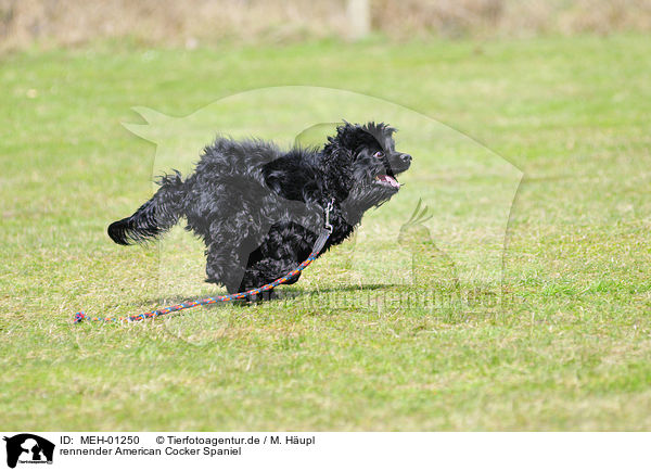 rennender American Cocker Spaniel / MEH-01250