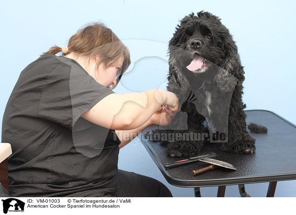 American Cocker Spaniel im Hundesalon / American Cocker Spaniel at dog groomer / VM-01003