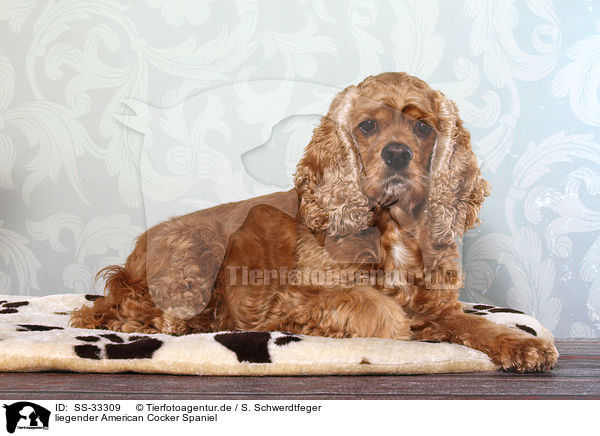 liegender American Cocker Spaniel / lying American Cocker Spaniel / SS-33309