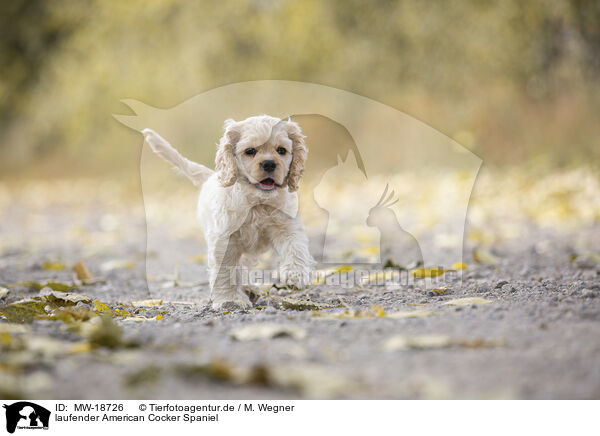 laufender American Cocker Spaniel / MW-18726