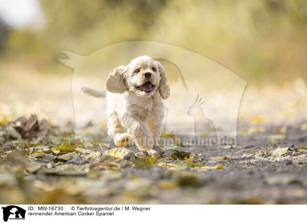 rennender American Cocker Spaniel / MW-18730