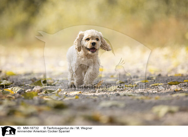 rennender American Cocker Spaniel / MW-18732