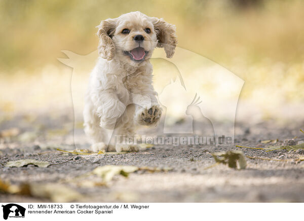 rennender American Cocker Spaniel / MW-18733