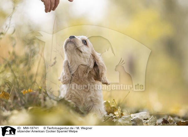 sitzender American Cocker Spaniel Welpe / MW-18741