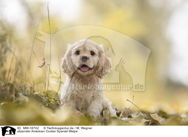 sitzender American Cocker Spaniel Welpe / MW-18742