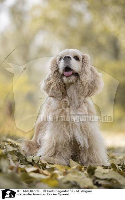 stehender American Cocker Spaniel / standing American Cocker Spaniel / MW-18778