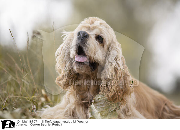 American Cocker Spaniel Portrait / MW-18797