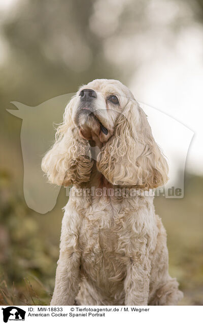 American Cocker Spaniel Portrait / MW-18833