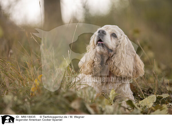 liegender American Cocker Spaniel / MW-18835