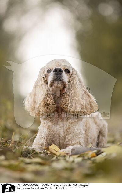 liegender American Cocker Spaniel / MW-18838