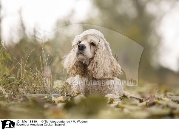 liegender American Cocker Spaniel / MW-18839