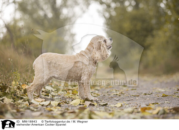 stehender American Cocker Spaniel / MW-18843