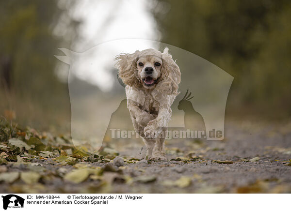 rennender American Cocker Spaniel / MW-18844