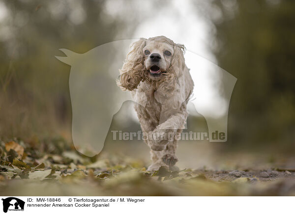 rennender American Cocker Spaniel / MW-18846