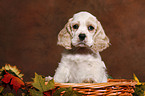 American Cocker Spaniel im Krbchen