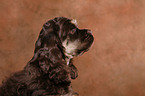 American Cocker Spaniel Welpe Portrait