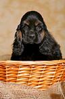 American Cocker Spaniel im Krbchen