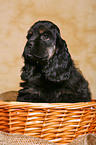 American Cocker Spaniel im Krbchen