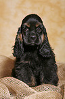 sitzender American Cocker Spaniel Welpe