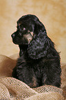 sitzender American Cocker Spaniel Welpe