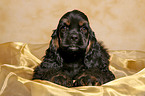 American Cocker Spaniel Welpe