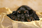 American Cocker Spaniel Welpe