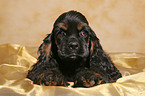 American Cocker Spaniel Welpe