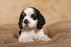 American Cocker Spaniel Welpe