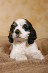 American Cocker Spaniel Welpe