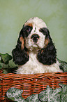 American Cocker Spaniel im Krbchen