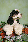 American Cocker Spaniel im Krbchen