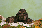 American Cocker Spaniel Welpe